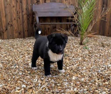 akita Puppies Ready To Leave